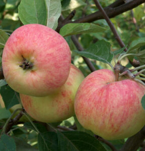 Malus domestica "Krapes Cukurins"