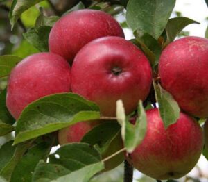 Malus domestica "Krista"