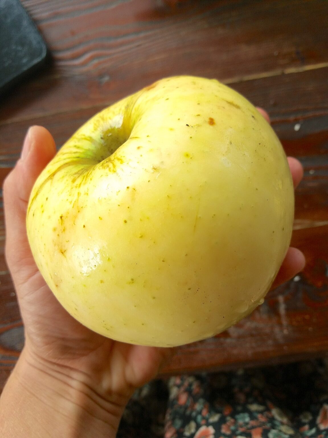 Яблоня домашняя "Kuldrenett" (Malus domestica "Kuldrenett")