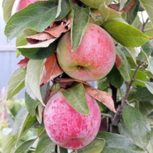 Malus domestica "Maija"