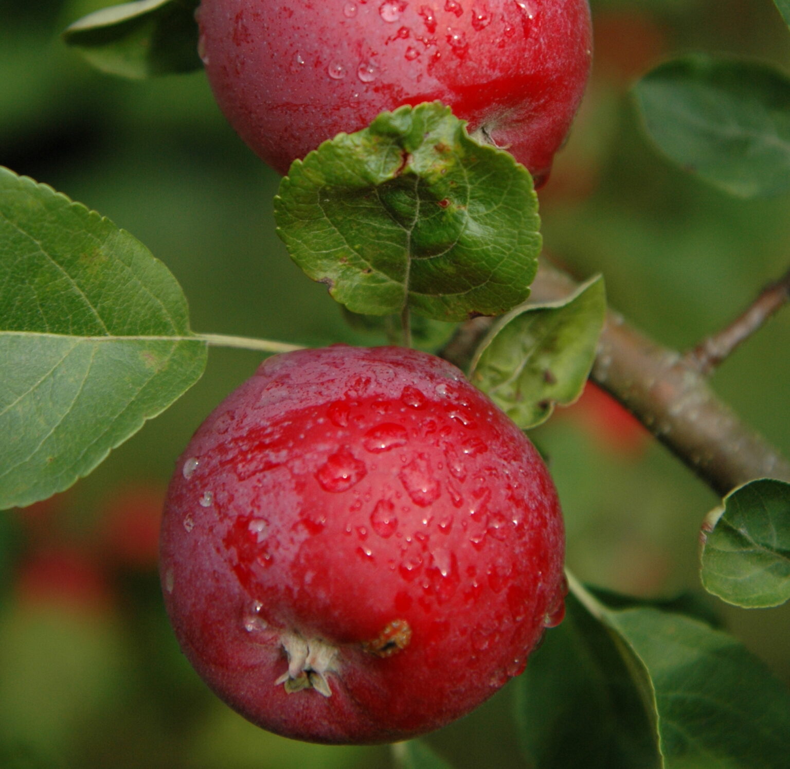 Malus domestica "Maikki"