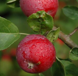 Malus domestica "Maikki"