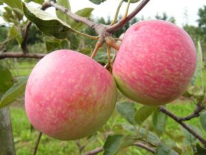Malus domestica "Martsipan"