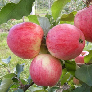Malus domestica "Medunica"