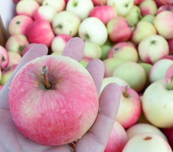 Яблоня домашняя "Melba" (Malus domestica "Melba")