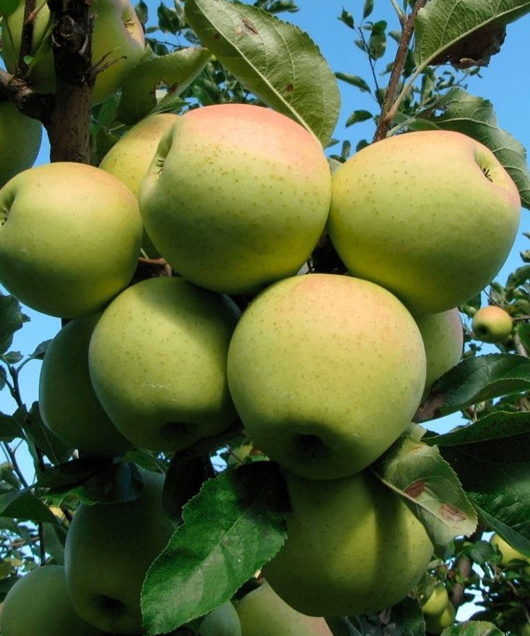 Malus domestica "Nataljuška"