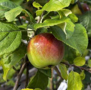 Malus domestica "Orlik"