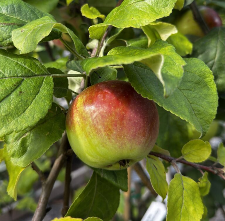 Malus domestica "Orlik"