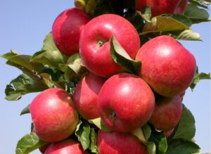 Malus domestica "Ostankino"