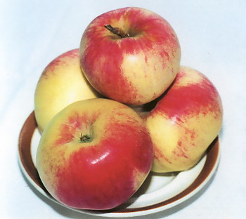 Malus domestica "Pervinka"