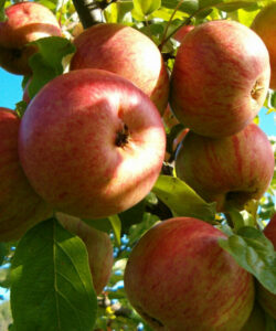 Яблоня домашняя "Pirnimardikas" (Malus domestica "Pirnimardikas")