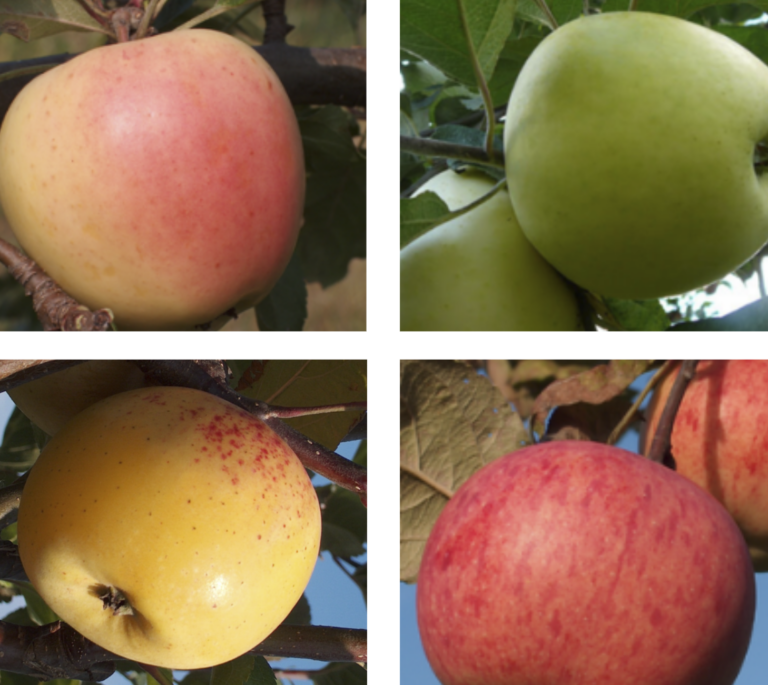 Malus domestica perheomenapuu