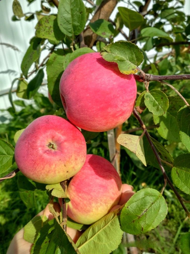 Malus domestica "Red Melba"