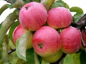 Яблоня домашняя "Rīgas Rožābele" (Malus domestica "Rīgas Rožābele")