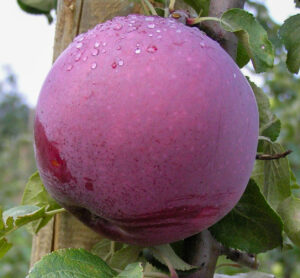 Яблоня домашняя "Roberts" (Malus domestica "Roberts")