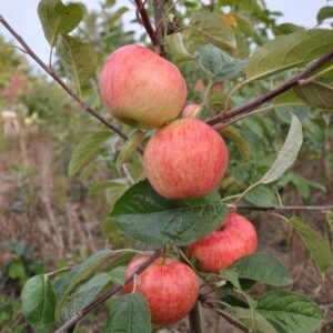 Яблоня домашняя "Sarkanais Cukuriņš" (Malus domestica "Sarkanais Cukuriņš")