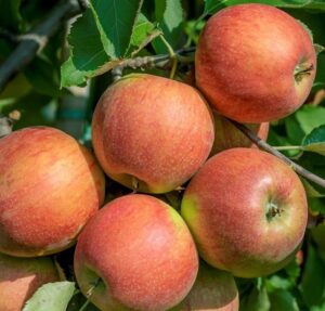 Яблоня домашняя "Serinka" (Malus domestica "Serinka")
