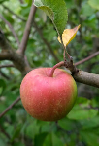 Яблоня домашняя "Sibulõun" (Malus domestica "Sibulõun")