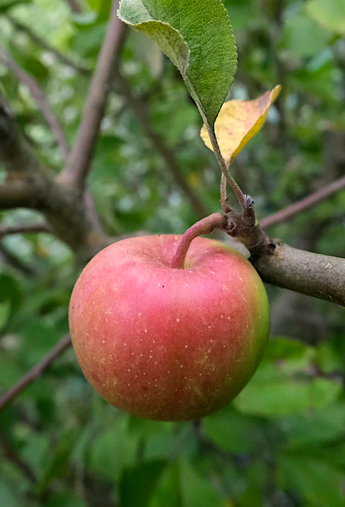 Malus domestica "Sibulõun"