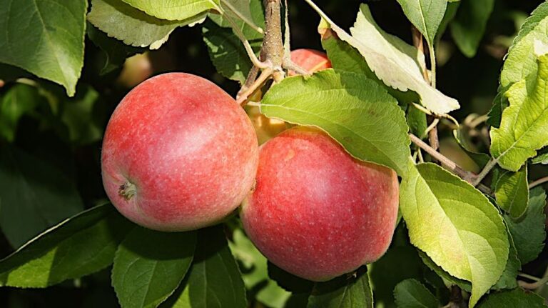 Malus domestica "Sinap Orlovskij"