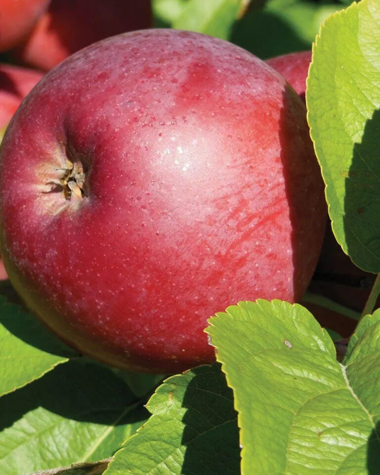 Malus domestica "Spartan"