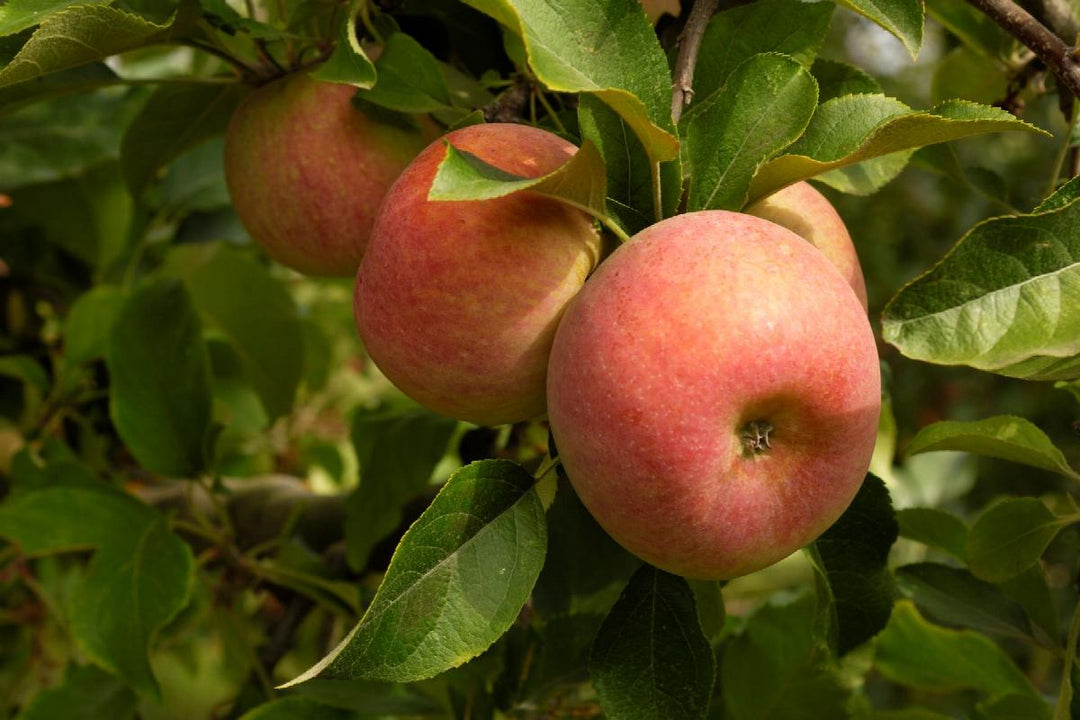 Malus domestica "Stars"