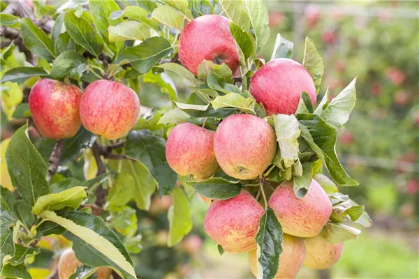 Malus domestica "Sügisjoonik"