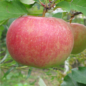 Яблоня домашняя "Tallinna pirnõun" (Malus domestica "Tallinna pirnõun")