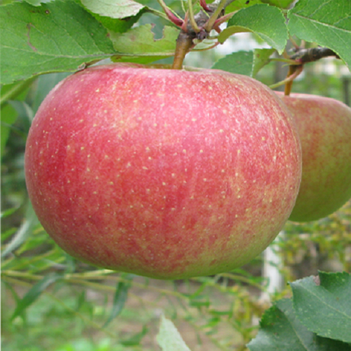 Malus domestica "Tallinna pirnõun"