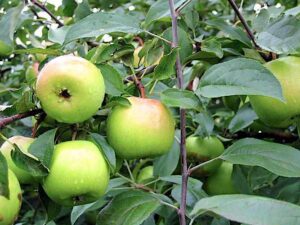 Яблоня домашняя "Tellissaare" (Malus domestica "Tellissaare")