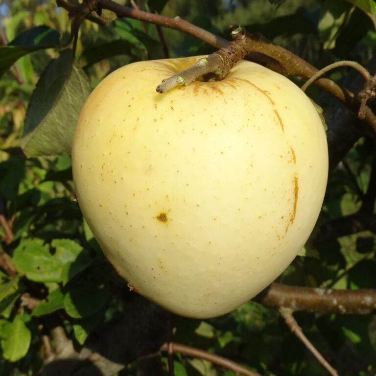 Malus domestica "Treboux Sämling"