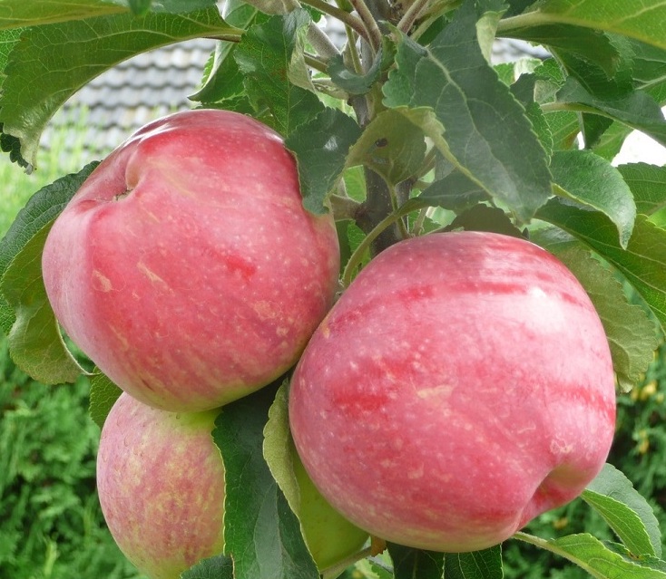 Malus domestica "Uldis"