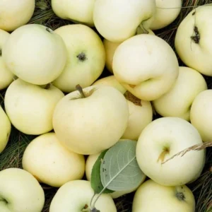Яблоня домашняя "Белый налив" (Malus domestica "Valge Klaar")
