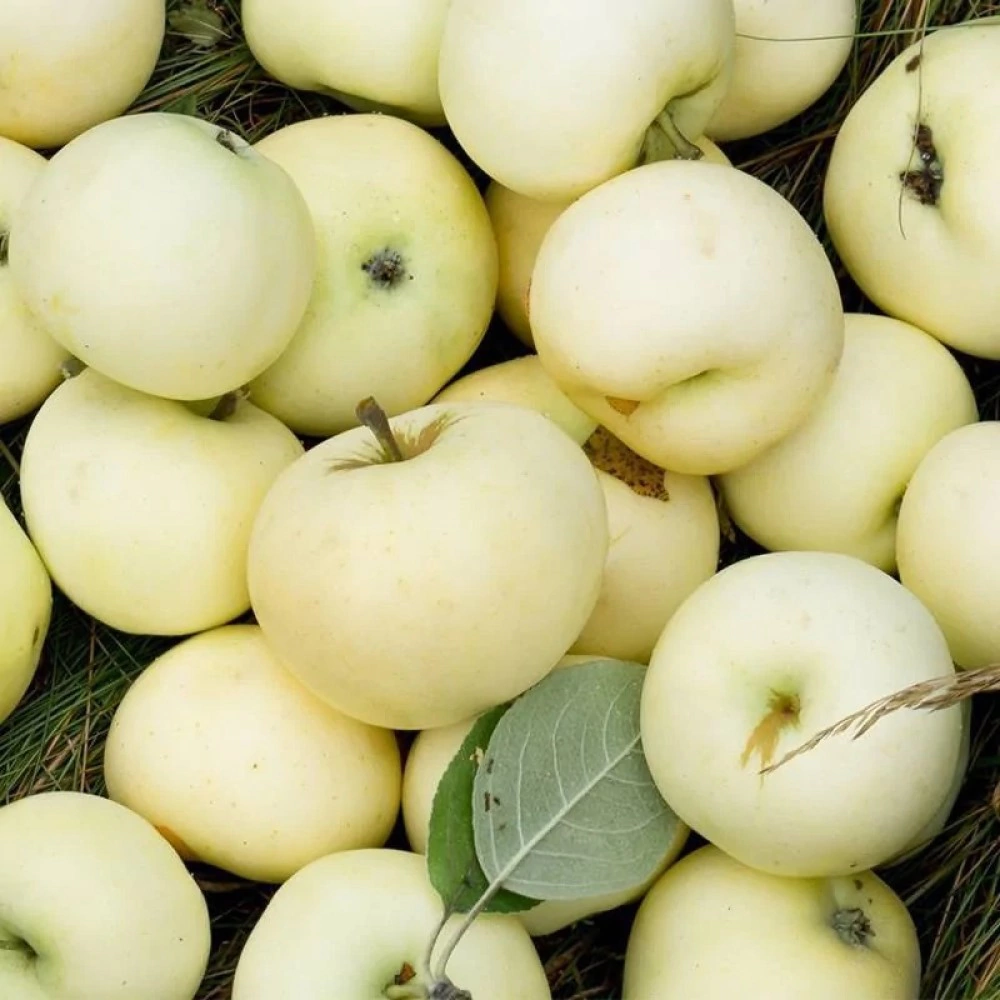Malus domestica "Valge Klaar"