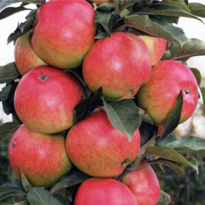 Malus domestica "Valuuta"