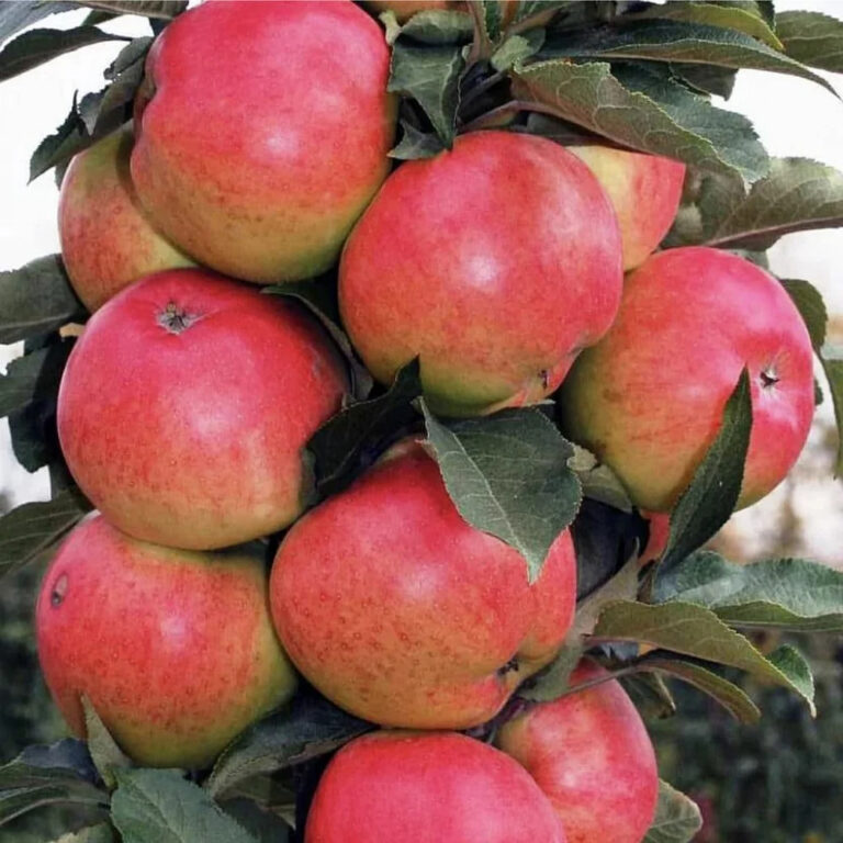 Malus domestica "Valuuta"