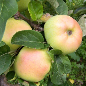 Яблоня домашняя "Vananaistesuvi" (Malus domestica "Vananaistesuvi")