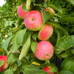 Malus domestica "Zane"