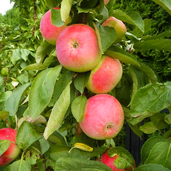 Яблоня домашняя "Zane" (Malus domestica "Zane")