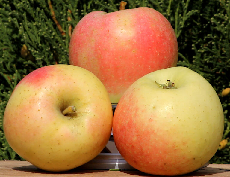 Malus domestica "Zarja Alatau"