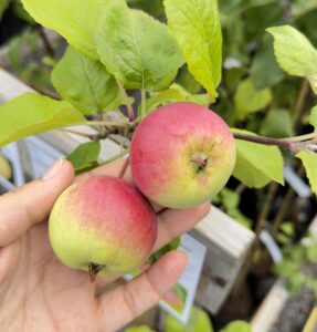 Malus domestica "Auksis"