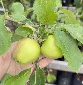 Malus domestica "Merrigold"