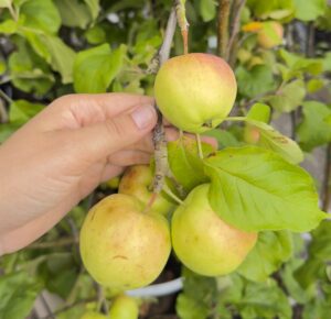 Яблоня домашняя "Suislepp" (Malus domestica "Suislepp")