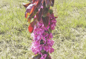 Malus "Maypole" (dekoratiivne sammasõunapuu)