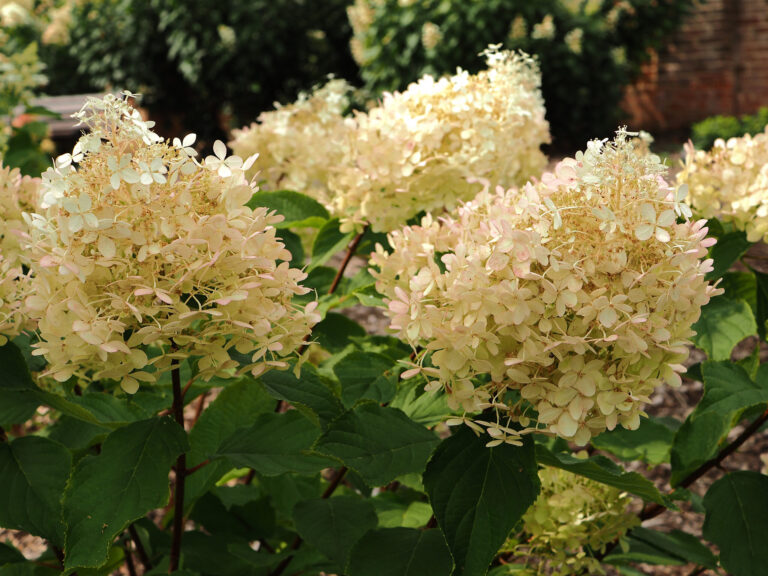 Hydrangea paniculata "Mega Pearl"
