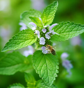 Melissa officinalis "Lemon Balm"