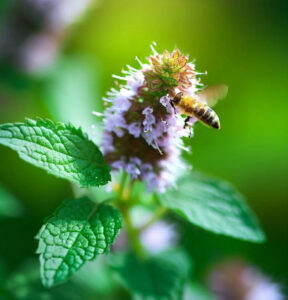 Mentha x piperita L.