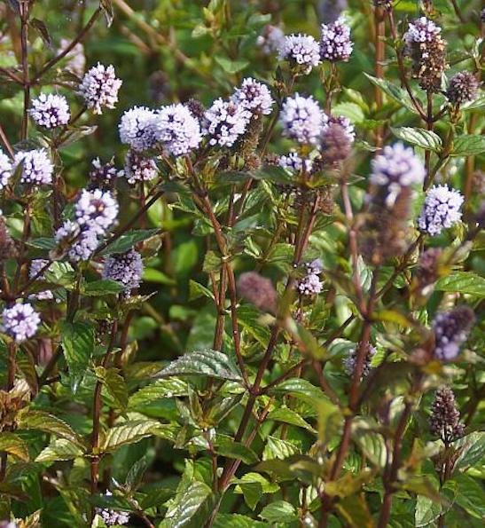 Mentha x piperita "Chocolate"