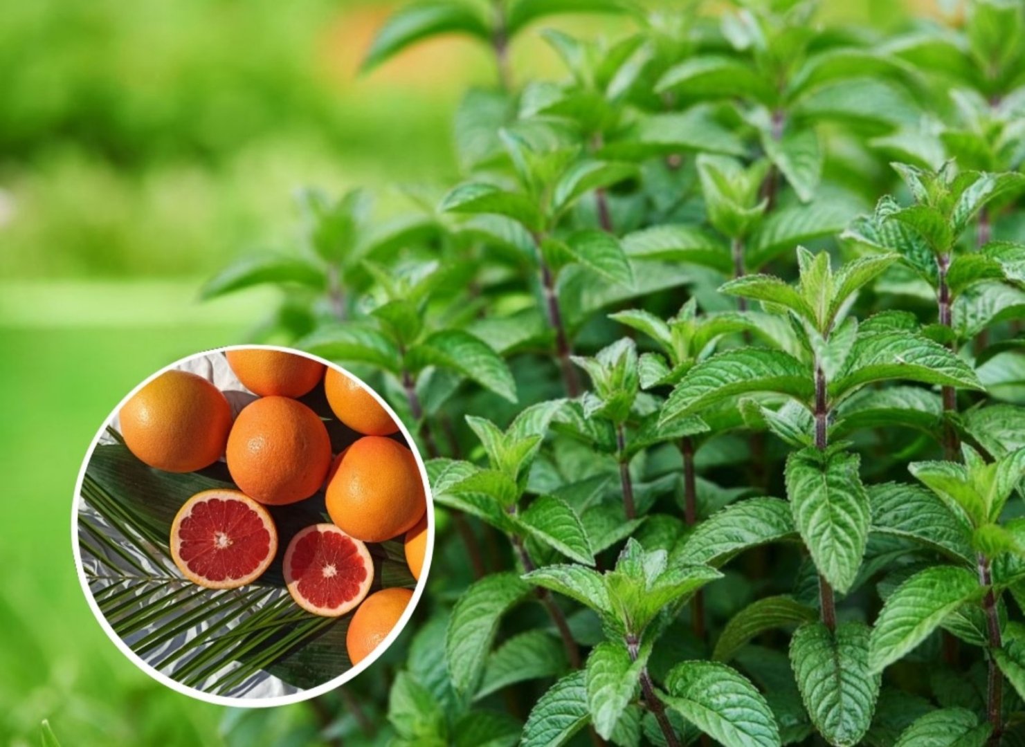 Mentha piperita "Grapefruit"