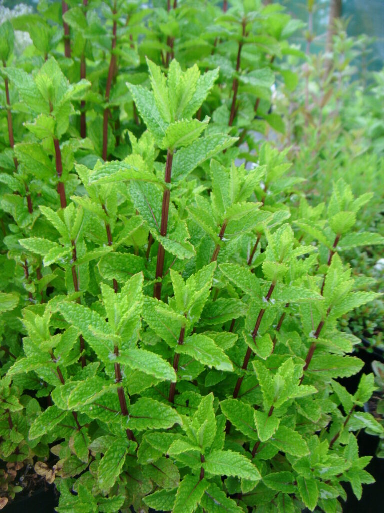 Mentha spicata "Moroccan"